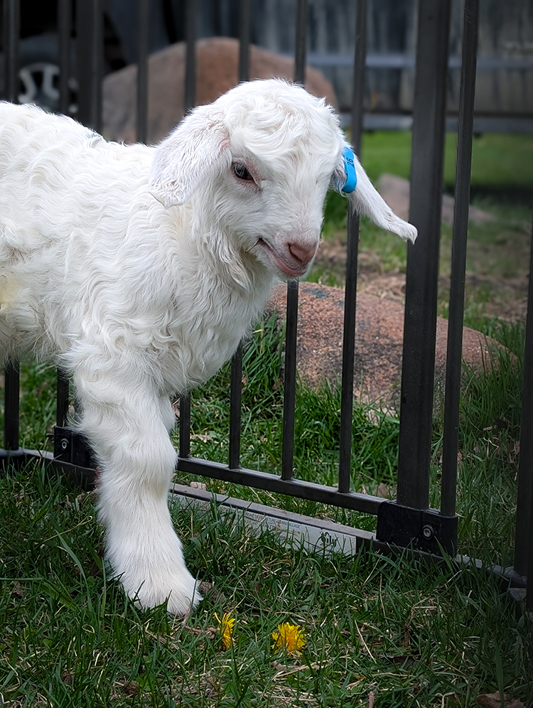 Sponsor Eos in our Goat Stewardship Program