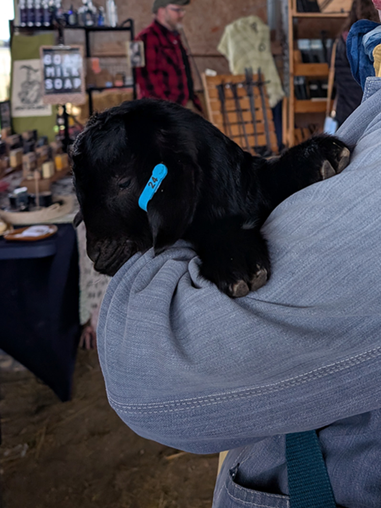Sponsor Nyx in our Goat Stewardship Program