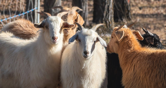 It's 900kms to Richer, I've got a full tank of gas, a bagged lunch, a truck full of goats, and I'm wearing sunglasses.