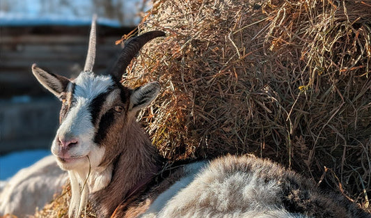 A pregnant goat lounges near a hay bale