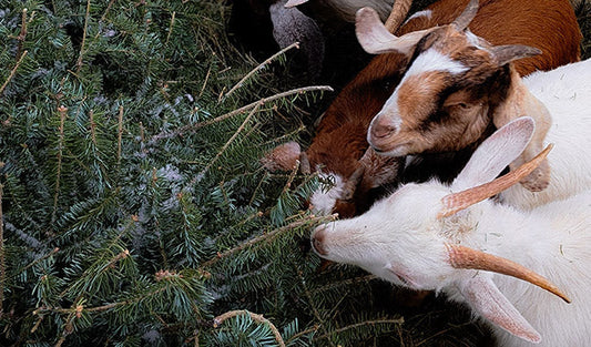 Goats munching on a discarded tree