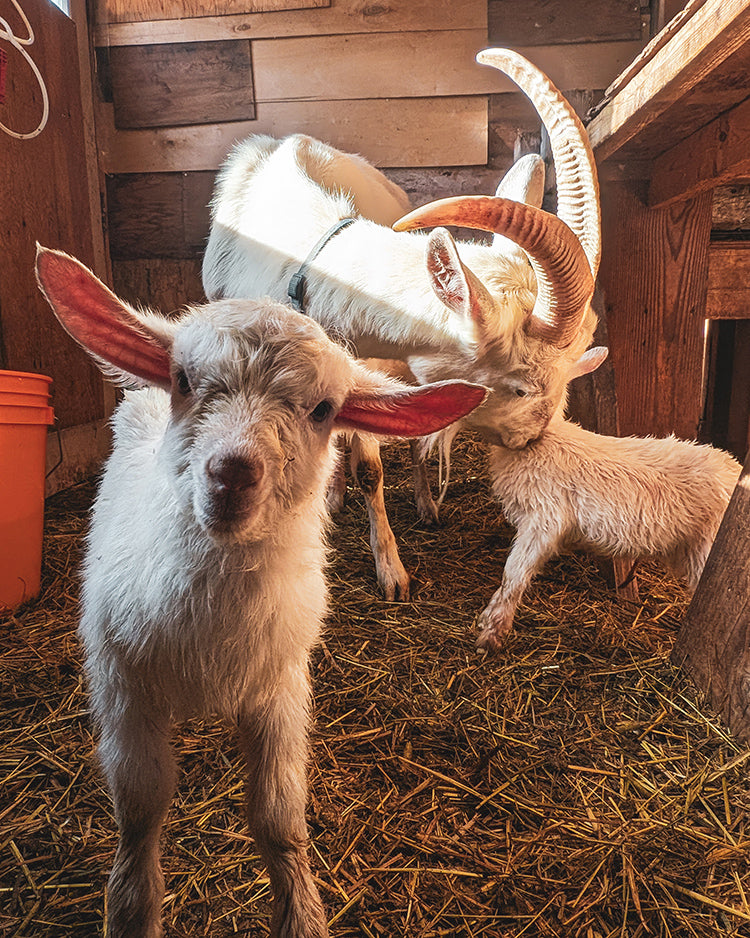 Sponsor Marshmallow in our Goat Stewardship Program