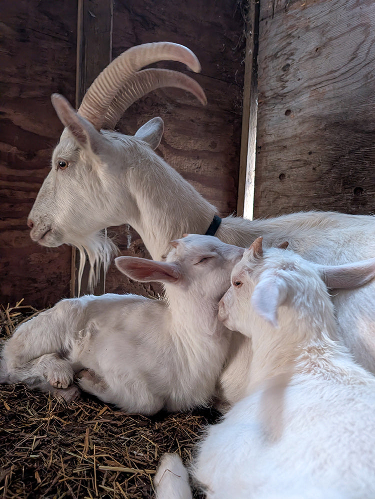 Sponsor Marshmallow in our Goat Stewardship Program