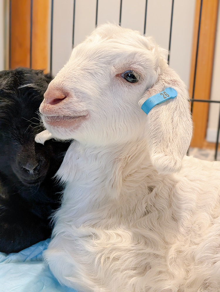Sponsor Eos in our Goat Stewardship Program