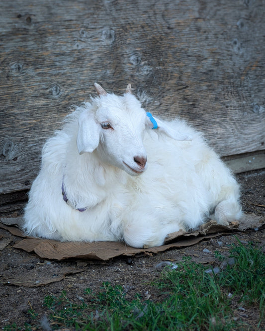 A fluffy white goat with small horns rests on a piece of cardboard in front of a weathered wooden wall, with some green grass visible in the foreground.