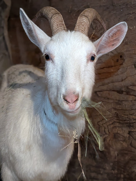 Sponsor Marshmallow in our Goat Stewardship Program