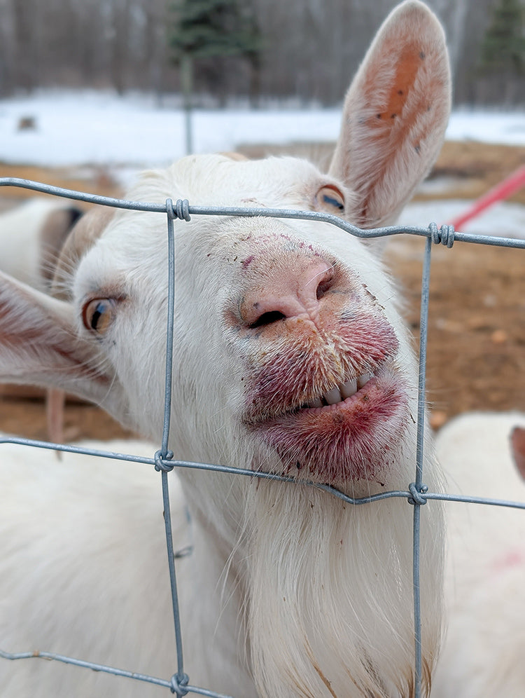 Sponsor Marshmallow in our Goat Stewardship Program