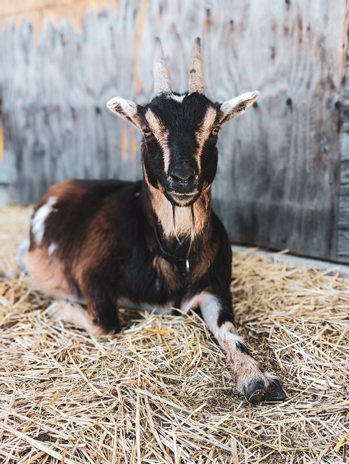 A black and fawn coloured goat lounges on the ground, leg outstretched