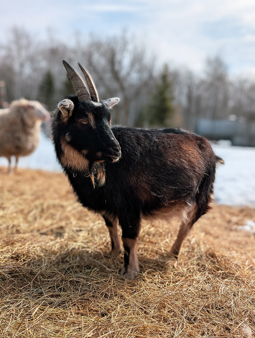 Meera stands in a pile of hay