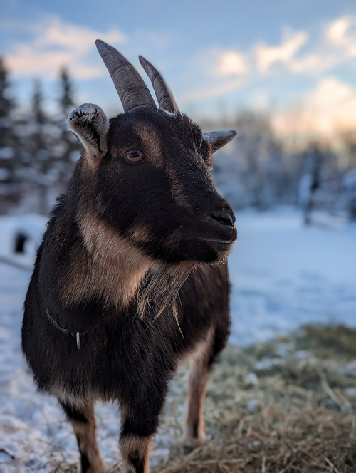 A Black and fawn goat stands in a snowy landscape, her beautiful brown eyes gazing off into the distance