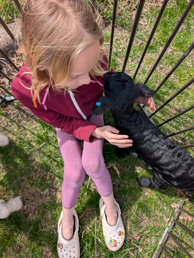 Sponsor Nyx in our Goat Stewardship Program