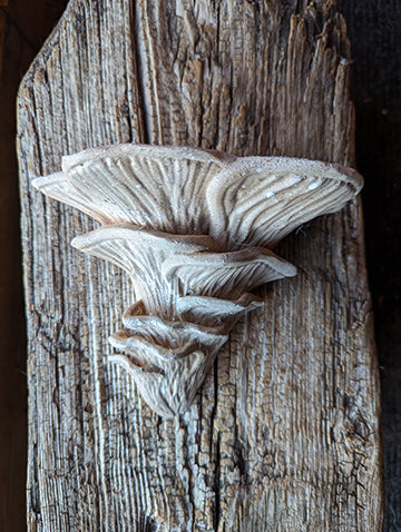 Mushroom Shelf | Magical Woodland Cottagecore Accent Shelf