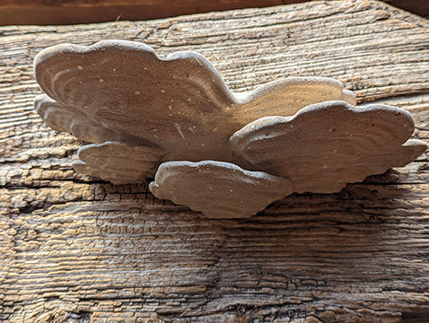 Mushroom Shelf | Magical Woodland Cottagecore Accent Shelf