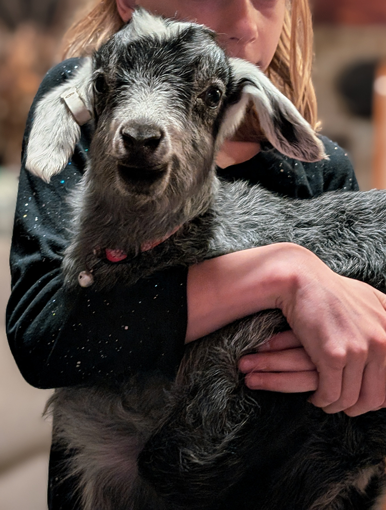 Sponsor Telemachus in our Goat Stewardship Program