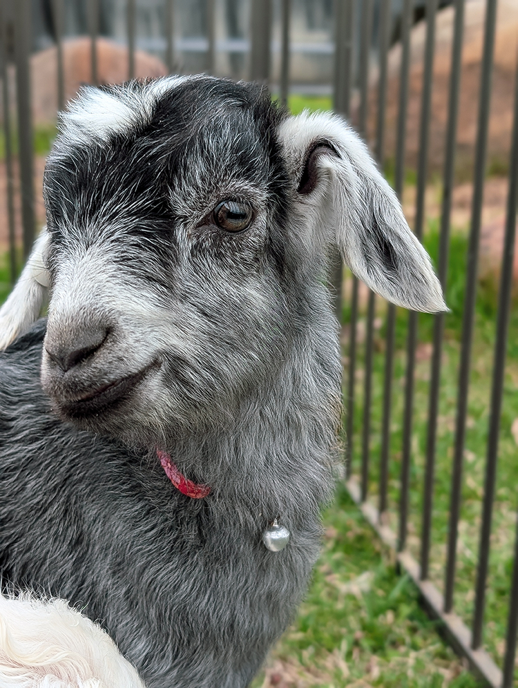 Sponsor Telemachus in our Goat Stewardship Program