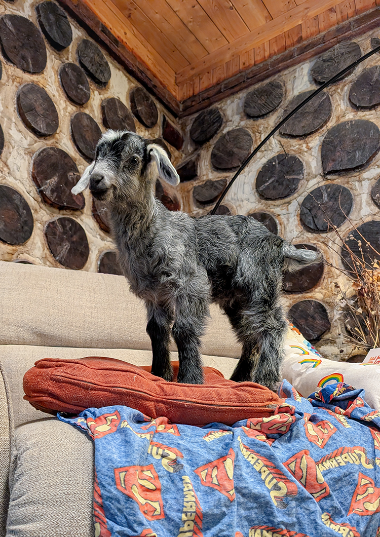 Sponsor Telemachus in our Goat Stewardship Program
